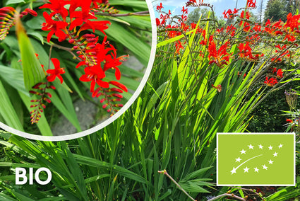 Biologisch Montbretia - Crocosmia 'Lucifer'