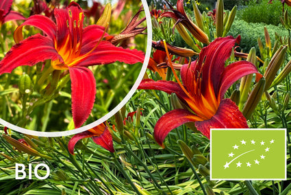 Biologische Daglelie (Rood) - Hemerocallis 'Sammy Russell'