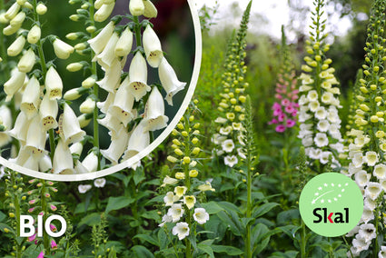 Biologisch Gewoon vingerhoedskruid - Digitalis purpurea 'Alba'