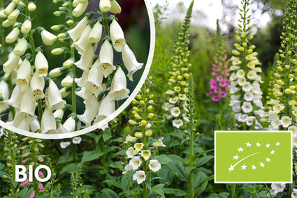 Biologisch Gewoon vingerhoedskruid - Digitalis purpurea 'Alba'