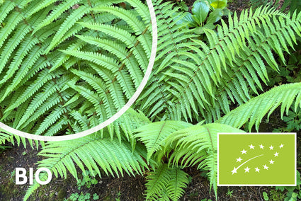 Biologisch Geschubde mannetjesvaren (wintergroen) - Dryopteris affinis