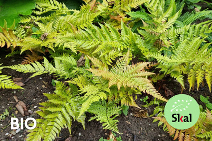 Biologisch Herfstvaren (bladhoudend) - Dryopteris erythrosora