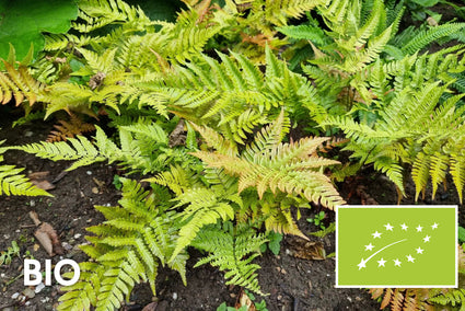 Biologisch Herfstvaren (bladhoudend) - Dryopteris erythrosora