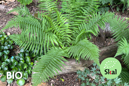 Biologisch Mannetjesvaren - Dryopteris filix-mas