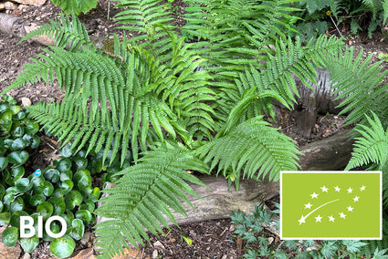 Biologisch Mannetjesvaren - Dryopteris filix-mas