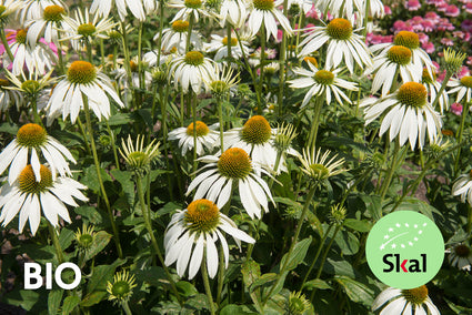 Biologisch Witte Zonnehoed - Echinacea purpurea 'Alba'