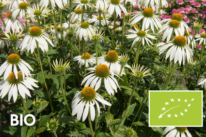 Biologisch Witte Zonnehoed - Echinacea purpurea 'Alba'
