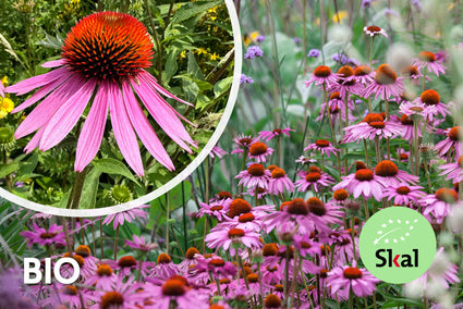 Biologisch Rode Zonnehoed - Echinacea purpurea 'Magnus' TIP
