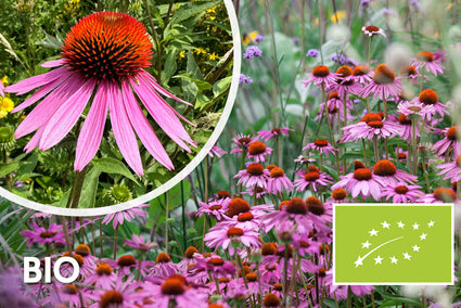 Biologisch Rode Zonnehoed - Echinacea purpurea 'Magnus'