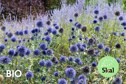 Biologisch Kogeldistel - Echinops ritro 'Veitch's Blue'