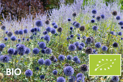Biologisch Kogeldistel - Echinops ritro 'Veitch's Blue'