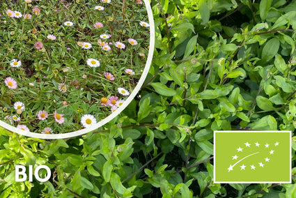 Biologisch Muurfijnstraal - Erigeron karvinskianus