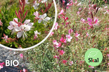 Biologisch Prachtkaars - Gaura lindheimeri 'Siskiyou Pink' TIP
