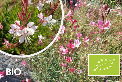 Biologisch Prachtkaars - Gaura lindheimeri 'Siskiyou Pink'