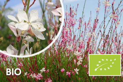 Biologisch Prachtkaars - Gaura lindheimeri. 'Whirling Butterflies'