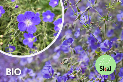 Biologisch Ooievaarsbek - Geranium 'Brookside'