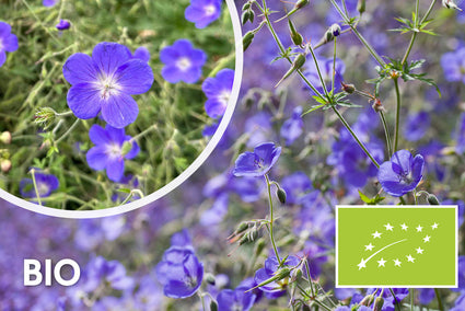 Biologisch Ooievaarsbek - Geranium 'Brookside'