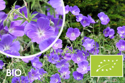 Biologisch Ooievaarsbek (Middelhoog) - Geranium 'Orion'