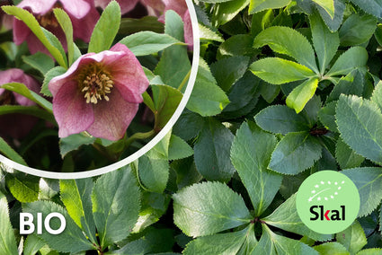 Biologisch oosters nieskruid - Helleborus orientalis