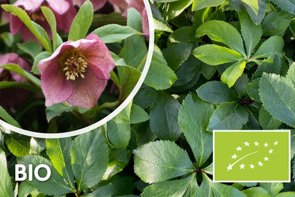 Biologisch oosters nieskruid - Helleborus orientalis