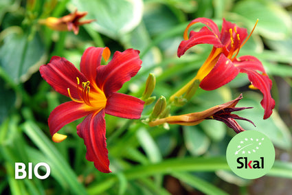 Biologisch Daglelie - Hemerocallis 'Crimson Pirate'