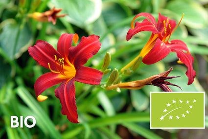 Biologisch Daglelie - Hemerocallis 'Crimson Pirate'