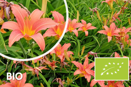 Biologisch Daglelie (Roze) - Hemerocallis 'Pink Damask'