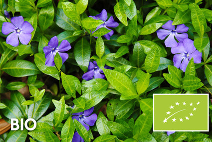 Biologisch Kleine maagdenpalm - Vinca minor