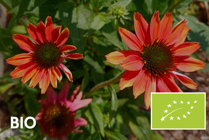 Biologisch Kokardenbloem - Gaillardia 'Burgunder'
