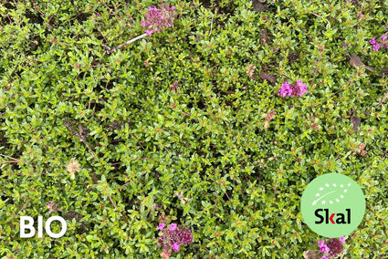 Biologisch Kruiptijm 'Roze/Rood' - Thymus praecox 'Coccineus' (ook per/m2)
