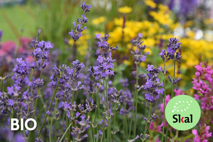 Biologisch Gewone lavendel - Lavandula angustifolia 'Munstead' TIP
