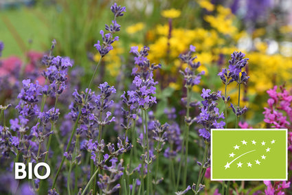 Biologisch Gewone lavendel - Lavandula angustifolia 'Munstead'