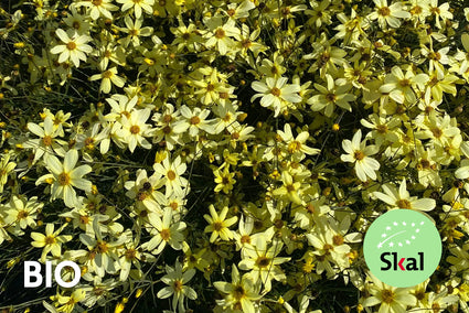 Biologisch Meisjesogen - Coreopsis Verticillata 'Moonbeam'