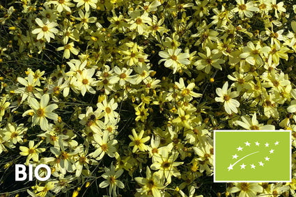 Biologisch Meisjesogen - Coreopsis Verticillata 'Moonbeam'