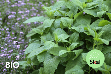 Biologisch Citroenmelisse - Melissa officinalis