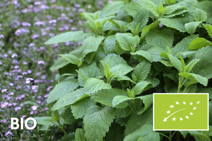 Biologisch Citroenmelisse - Melissa officinalis
