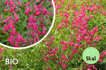 Biologisch Slangenkop - Penstemon 'Andenken an F. Hahn'