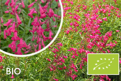 Biologisch Slangenkop - Penstemon 'Andenken an F. Hahn'