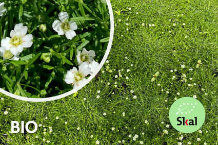 Biologisch Priemvetmuur - Sagina Subulata 'Senior'