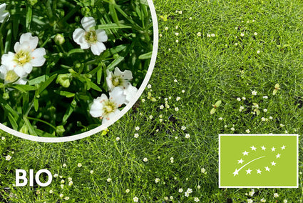 Biologisch Priemvetmuur - Sagina Subulata