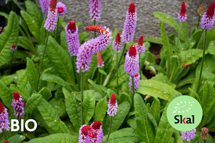 Biologisch Orchideeprimula - Primula vialii