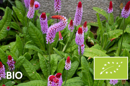 Biologisch Orchideeprimula - Primula vialii