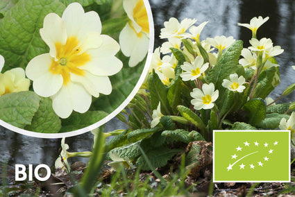 Biologisch Sleutelbloem - Primula vulgaris