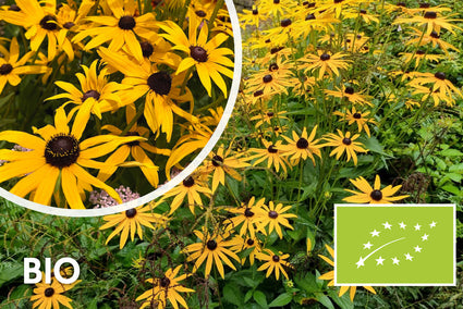 Biologisch Gele Zonnehoed - Rudbeckia Fulgida 'Goldsturm'