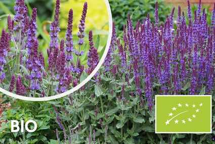 Biologisch Salie - Salvia nemorosa 'Mainacht'