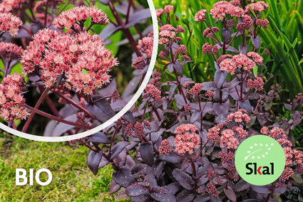 Biologisch Vetkruid - Sedum 'Matrona'