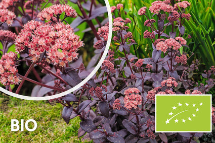 Biologisch Vetkruid - Sedum 'Matrona'