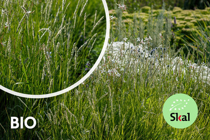 Biologisch Herfstheidegras - Sesleria autumnalis