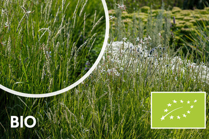 Biologisch Herfstheidegras - Sesleria autumnalis