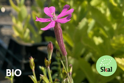 Biologisch Hemelroosje - Silene schafta